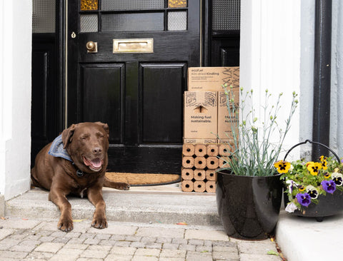 Dog lying on a doorstep with cardboard boxes and plants in the background