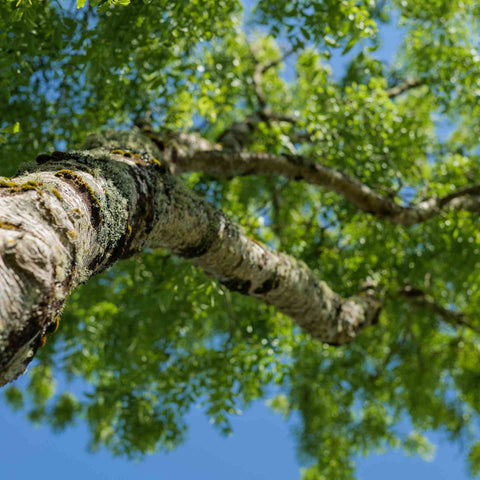 A CLOSE VIEW OF ASH TREE