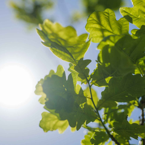 ECOFUEL_OAK_TREE_LEAVES_IN_NATURE