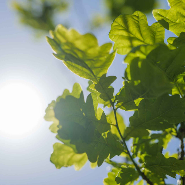 ECOFUEL_OAK_TREE_LEAVES_IN_NATURE