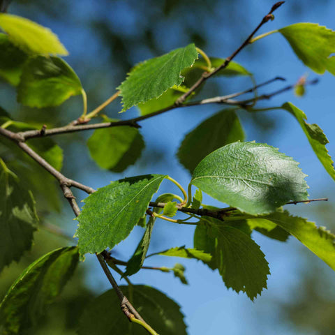 BIRCH LEAVES